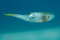Curious squid, Utila, Bay Islands, Honduras