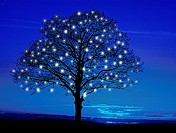 blue tree with fairy lights