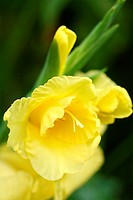 Yellow, soft gladiola close up