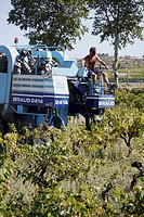 Large grape harvesters are used in the vineyards Southern France, to pick the ripe grapes in September, for the ´vendage.´