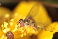A hoverfly feeds on nectar and pollen