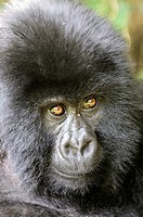Mountain Gorilla Gorilla beringei beringei in Volcanoes National Park in north-west Rwanda