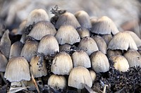 Fungus (Coprinus sp.)