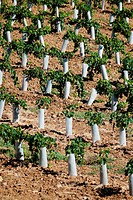Plastic protectors keep harmful insects and small animals from destroying newly planted, young grape vines.