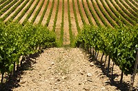 Vineyard on Cariñena Saragossa Spain