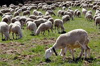 Flock of sheep grazing. Monroyo Teruel