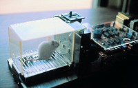 Lab rat in Skinner box