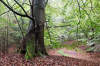 Trunk of old beech tree in forest. The Netherlands