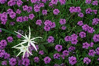Spider Lily and purple verbena