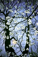Flowering Dogwood blossoms (Cornus florida), lit from behind by a late afternoon sun