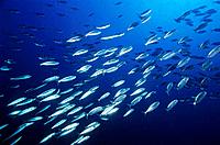 School of Sardines Sardina Pilchardus swimming in deep blue ocean waters