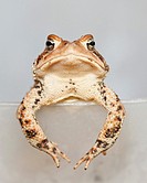 A grumpy toad