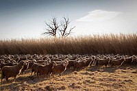 backlight herd of sheep grazing in the field, Arles, France