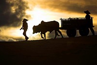 Girl in conical hat leads bullock cart with man in straw hat following across white sand dunes near Mui Ne south east Vietnam