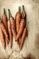 Carrots organically grown on a textured background
