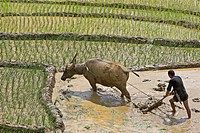 Farmer with buffalo plough tills rice terraces near Sapa Vietnam