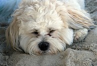 dog napping on the beach.