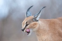 Portrait of a Caracal Caracal caracal with tongue out of his mouth  Greater Kruger Park, South Africa.