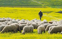 Migratory flock of merino sheep. Cáceres province. Extremadura. Spain