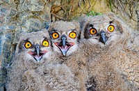 Eagle Owl. Bubo bubo. Badajoz province. Extremadura. Spain