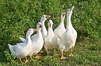 Group of domestic ducks playing with water