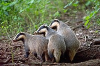 Badger Meles meles, three badgers coming out from den, Franconian Jura, Bavaria