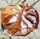 Close up of sea grape leaf on the beach