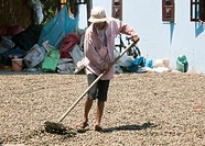 Man turns drying cashew nuts with rake Phu Quoc Island Vietnam