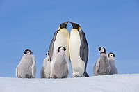 Emperor Penguin Aptenodytes forsteri group with adults and chicks  Snow Hill Island, Antarctic Peninsula, Antarctica