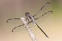 Bar-winged Skimmer Libellula axilena Dragonfly - Juvenile Male, Lake Kissimmee State Park, Lake Wales, Polk County, Florida, USA