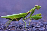 A green praying mantis with some kind of disease