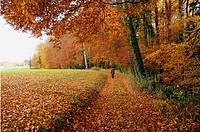 autumn scene, forest, little village promasens, Fribourg canton, Switzerland, autumn