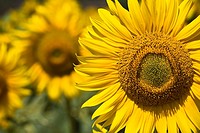 Sunflowers - La Bureba - Burgos - Castilla y Leon - Spain - Europe