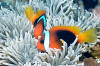 Red and black anemonefish Amphiprion melanopus with bleached host anemone  The tentacles of the anemone are usually a dull brown, but this anemone is ...