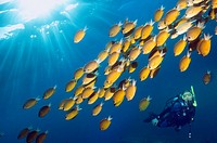 Diver with Damselfish Chromis cf analis  Indonesia