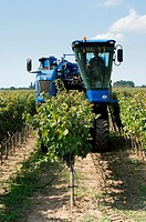 Harvesting with machine in the vineyard in Salento region, South-east Italy