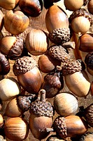 acorns, most with caps, sunlit, on textured glass