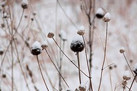 coneflowers, aka echinacea, in winter, brown, with snow on them, sepia-toned