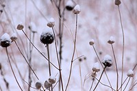 coneflowers, aka echinacea, in winter, brown, with snow on them