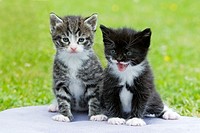 Kittens, two sitting together on cushion in garden, Lower Saxony, Germany