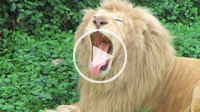 Close_up of white lion yawning.