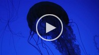 Jellyfish swimming in aquarium.