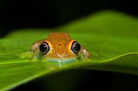 Blue-eyed treefrog (Boophis viridis). Andasibe, Madagascar