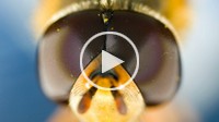 pull focus through a hover fly´s head, microscopy. 4:2:2 ProRes file