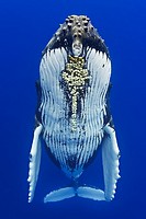 humpback whale, Megaptera novaeangliae, with parasitic acorn barnacles attached under chin, Cornula diaderma, Hawaii, USA, Pacific Ocean