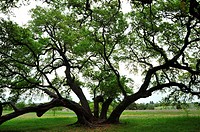 Tree in field, Washington County, Texas Hill Country, Texas, USA