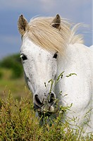 Portrait of Camargue horse with wavy mane, Camargue, Frankreich