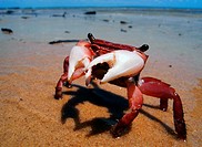 Little red intertidal crab, Fraser Island World Heritage Area, Queensland, Australia