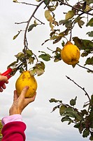 Women hands picking quinces. Cydonia oblonga. Photo take in Pinos, Lleida, Catalonia, Spain, Europe