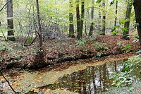 Autumn colors on Estate Spanderwoud, Hilversum, Goois Natuurreservaat, The Netherlands
